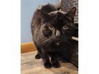 Adopt Eveo a All Black Domestic Shorthair / Mixed (short coat) cat in Forest
