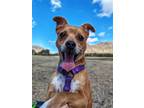 Adopt Taco Hobson a Tan/Yellow/Fawn Corgi / Mixed dog in Phoenix, AZ (38844651)