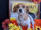 Adopt Abbee a Dachshund / Jack Russell Terrier / Mixed dog in Kingsburg