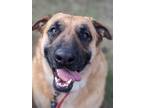 Adopt Addy a Shepherd (Unknown Type) / Mixed dog in Kingsburg, CA (38818201)