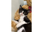 Adopt Image a All Black Domestic Shorthair / Domestic Shorthair / Mixed cat in