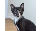 Adopt Fido a Black & White or Tuxedo Domestic Shorthair (short coat) cat in