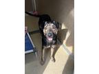 Adopt Tally a Black Boxer / Mixed dog in E. Brookfield, MA (34520191)