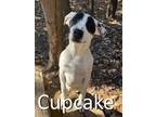 Adopt Cupcake a White - with Black Mountain Cur / Mixed dog in Mountain View