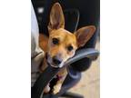 Adopt Patch a Tan/Yellow/Fawn Corgi / Mixed dog in Phoenix, AZ (38844652)