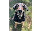 Adopt Horace a Bloodhound / Hound (Unknown Type) / Mixed dog in Versailles