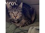 Adopt Donut a Gray or Blue Domestic Shorthair / Domestic Shorthair / Mixed cat