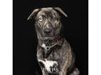 Adopt MURPHY a Brindle Mixed Breed (Large) / Mixed dog in Port St Lucie