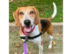 Adopt Duncan FKA Beavis a White - with Tan, Yellow or Fawn Foxhound / Hound