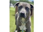 Adopt VIOLETTA a Brindle Mixed Breed (Medium) / Mixed dog in Port St Lucie