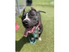 Adopt Wayne a Brindle Mixed Breed (Large) / Mixed dog in Port St Lucie