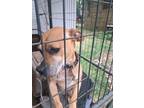 Adopt Bear a Brown/Chocolate - with White Boxer / Mixed dog in Mableton