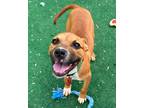 Adopt Hudson a American Pit Bull Terrier / Mixed Breed (Medium) / Mixed dog in