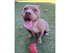 Adopt Banh Mi a Brown/Chocolate American Pit Bull Terrier / Mixed dog in