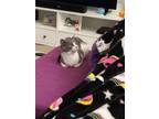Adopt Churchill a Domestic Shorthair / Mixed (short coat) cat in Deltona