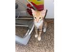 Adopt Urchin a Orange or Red (Mostly) Domestic Shorthair / Mixed (short coat)