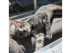 Adopt Tallie a Domestic Shorthair / Mixed (medium coat) cat in Shoreline