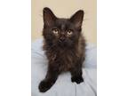 Adopt Kenmore a Domestic Shorthair / Mixed (short coat) cat in Fremont