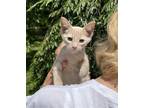 Adopt Charlie a Cream or Ivory Domestic Shorthair / Mixed (short coat) cat in