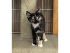 Adopt Callie a Calico or Dilute Calico Domestic Shorthair / Mixed (short coat)