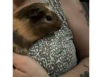 Adopt Rollo a Guinea Pig small animal in Las Vegas, NV (38842182)