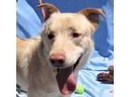 Adopt Apollo a Tan/Yellow/Fawn Mixed Breed (Medium) / Mixed dog in Las Cruces