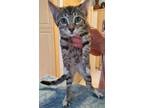 Adopt Kiwi - Petsmart Plantation Foster Home a Domestic Shorthair / Mixed (short