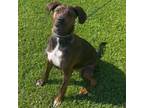 Adopt Omen a Brindle Mixed Breed (Small) / Mixed dog in Omak, WA (38842025)