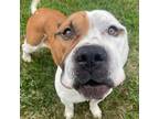 Adopt Hoover a Pit Bull Terrier / Mixed dog in Spring Hill, KS (38703128)