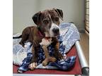 Adopt Isabella a Brindle Pit Bull Terrier / Mixed dog in Ballston Spa