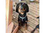 Adopt Oliver FKA Miracle's Marvels: Peter a Black Black and Tan Coonhound /