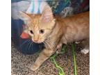 Adopt Shrimp a Orange or Red (Mostly) Domestic Shorthair / Mixed (short coat)