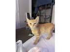 Adopt Coral a Orange or Red (Mostly) Domestic Shorthair / Mixed (short coat) cat