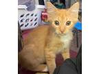 Adopt Seahorse a Orange or Red (Mostly) Domestic Shorthair / Mixed (short coat)