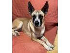 Adopt Shay a Shepherd (Unknown Type) / Mixed dog in Tulare, CA (38841447)