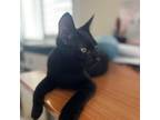 Adopt Cat Noir a All Black Domestic Shorthair / Mixed cat in Inwood
