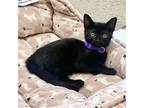 Adopt Olive #demure-beauty a All Black Bombay / Mixed (short coat) cat in