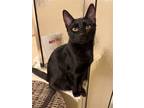 Adopt Clyde a All Black Domestic Shorthair / Mixed (short coat) cat in St.