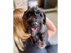 Adopt Oliver a Black Standard Schnauzer / Mixed dog in Burlington, NC (38841173)