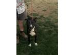 Adopt Boone a Black - with White American Staffordshire Terrier / Mixed dog in