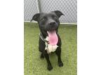 Adopt Sammie Joe a Black American Pit Bull Terrier / Mixed dog in Fishers