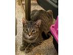 Adopt pixie a Brown Tabby Domestic Shorthair / Mixed (short coat) cat in