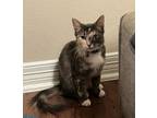 Adopt Miss Trip #plume-tail a Tortoiseshell Maine Coon / Mixed (medium coat) cat