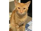 Adopt Dash a Orange or Red (Mostly) Domestic Shorthair / Mixed (short coat) cat