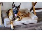 Adopt Maui a Belgian Malinois dog in Discovery Bay, CA (38840126)