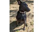 Adopt Velvet a Black Labrador Retriever / Mixed dog in Munford, TN (38735984)