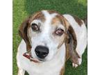 Adopt Calumet a Brindle Beagle / Coonhound / Mixed dog in Chatham, VA (38839971)