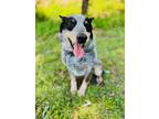 Adopt Watson a Tricolor (Tan/Brown & Black & White) Australian Cattle Dog /