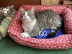 Adopt GG a Gray, Blue or Silver Tabby American Shorthair / Mixed (short coat)