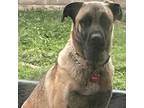 Adopt May a Mastiff